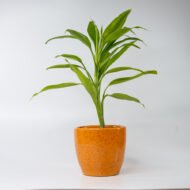 Song of India – The Vibrant Purifier for Luck & Success - Image 9