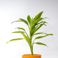Song of India – The Vibrant Purifier for Luck & Success - Image 10
