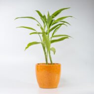 Song of India – The Vibrant Purifier for Luck & Success - Image 11