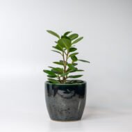Green Ficus – The Elegant Purifier for Peace & Mental Balance - Image 11