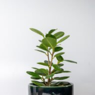 Green Ficus – The Elegant Purifier for Peace & Mental Balance - Image 10