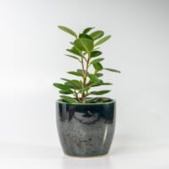 Green Ficus – The Elegant Purifier for Peace & Mental Balance - Image 9