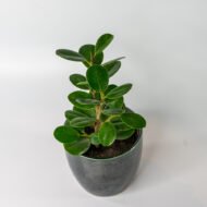 Green Ficus – The Elegant Purifier for Peace & Mental Balance - Image 8