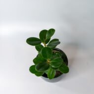 Green Ficus – The Elegant Purifier for Peace & Mental Balance - Image 7