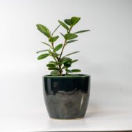 Green Ficus – The Elegant Purifier for Peace & Mental Balance - Image 6