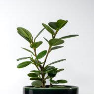 Green Ficus – The Elegant Purifier for Peace & Mental Balance - Image 5