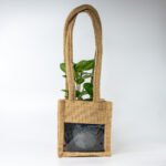 Green Ficus – The Elegant Purifier for Peace & Mental Balance