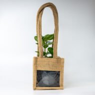 Green Ficus – The Elegant Purifier for Peace & Mental Balance - Image 4