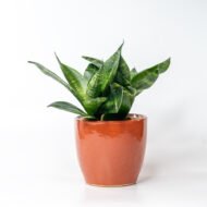 Snake Plant – The Indestructible Oxygen-Booster & Luck Magnet - Image 5