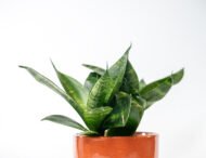 Snake Plant – The Indestructible Oxygen-Booster & Luck Magnet - Image 6