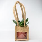 Snake Plant – The Indestructible Oxygen-Booster & Luck Magnet