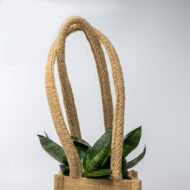 Snake Plant – The Indestructible Oxygen-Booster & Luck Magnet - Image 8