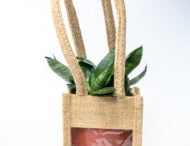 Snake Plant – The Indestructible Oxygen-Booster & Luck Magnet - Image 4