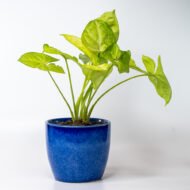 Syngonium Green – The Lush Purifier for Harmony & Growth - Image 5