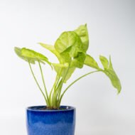Syngonium Green – The Lush Purifier for Harmony & Growth - Image 6