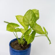 Syngonium Green – The Lush Purifier for Harmony & Growth - Image 7