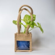 Syngonium Green – The Lush Purifier for Harmony & Growth - Image 10