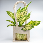 Aglaonema – The Luck-Bringer & Air-Purifying Stunner